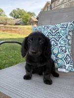 Max, a male Miniature Dachshund for sale in Lyman, SC – Photo 4 of 6