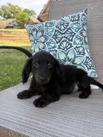 Max, a male Miniature Dachshund for sale in Lyman, SC – Photo 5 of 6