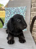 Max, a male Miniature Dachshund for sale in Lyman, SC – Photo 6 of 6