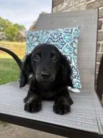 Max, a male Miniature Dachshund for sale in Lyman, SC – Photo 2 of 6