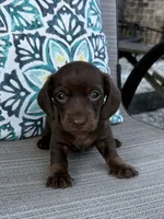 AKC Maple, a female Miniature Dachshund for sale in Lyman, SC – 3 of 4