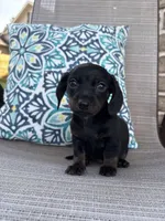 Chloe, a female Miniature Dachshund for sale in Lyman, SC – Photo 2 of 4