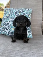 Chloe, a female Miniature Dachshund for sale in Lyman, SC – Photo 3 of 4