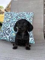 Chloe, a female Miniature Dachshund for sale in Lyman, SC – Photo 4 of 4