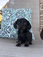 Chloe, a female Miniature Dachshund for sale in Lyman, SC – Photo 1 of 4