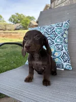 Hazel, a female Miniature Dachshund for sale in Lyman, SC – Photo 3 of 4