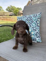 Hazel, a female Miniature Dachshund for sale in Lyman, SC – Photo 4 of 4