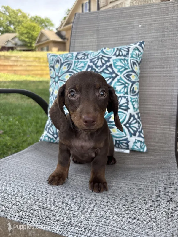 Hazel – Miniature Dachshund puppy for sale in Lyman, SC
