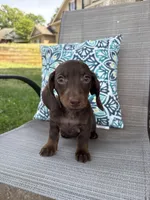 Hazel, a female Miniature Dachshund for sale in Lyman, SC – Photo 1 of 4