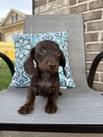 Hazel, a female Miniature Dachshund for sale in Lyman, SC – Photo 2 of 4