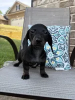 Coco, a female Miniature Dachshund for sale in Lyman, SC – Photo 3 of 5