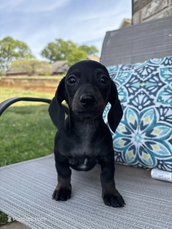Coco – Miniature Dachshund puppy for sale in Lyman, SC