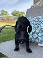 Coco, a female Miniature Dachshund for sale in Lyman, SC – Photo 2 of 5