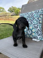 Coco, a female Miniature Dachshund for sale in Lyman, SC – Photo 5 of 5