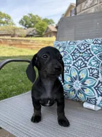 Coco, a female Miniature Dachshund for sale in Lyman, SC – Photo 4 of 5