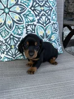 AKC Ash, a male Miniature Dachshund for sale in Lyman, SC – 3 of 4