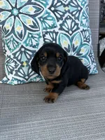 AKC Ash, a male Miniature Dachshund for sale in Lyman, SC – 4 of 4