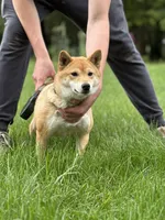 Twinkles, a female Shiba Inu for sale in Kinzers, PA – 3 of 3