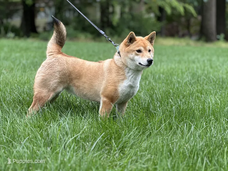 Twinkles – Shiba Inu puppy for sale in Kinzers, PA