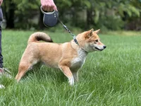 Twinkles, a female Shiba Inu for sale in Kinzers, PA – 2 of 3