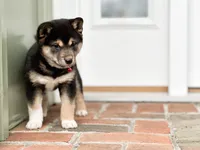 processed/5641ca2d-5c0c-413d-9f5c-3a3cb8e31071/listing/ede96ca8-4a06-4589-917a-fe0e44168f58/220aa52c-cdc4-4993-83dd-1caedc2faafb