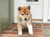 processed/5641ca2d-5c0c-413d-9f5c-3a3cb8e31071/listing/f1fdf397-8e09-4581-ad8d-ad33cb29d948/247ea3f7-2b66-407b-a162-c646b721918d