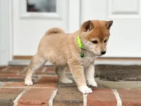 processed/5641ca2d-5c0c-413d-9f5c-3a3cb8e31071/listing/f1fdf397-8e09-4581-ad8d-ad33cb29d948/b87c5a3b-fe77-4b88-a03d-2a7e4b6a80ad