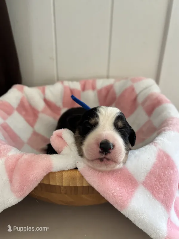 Scout  – Border Collie puppy for sale in Yakima, WA