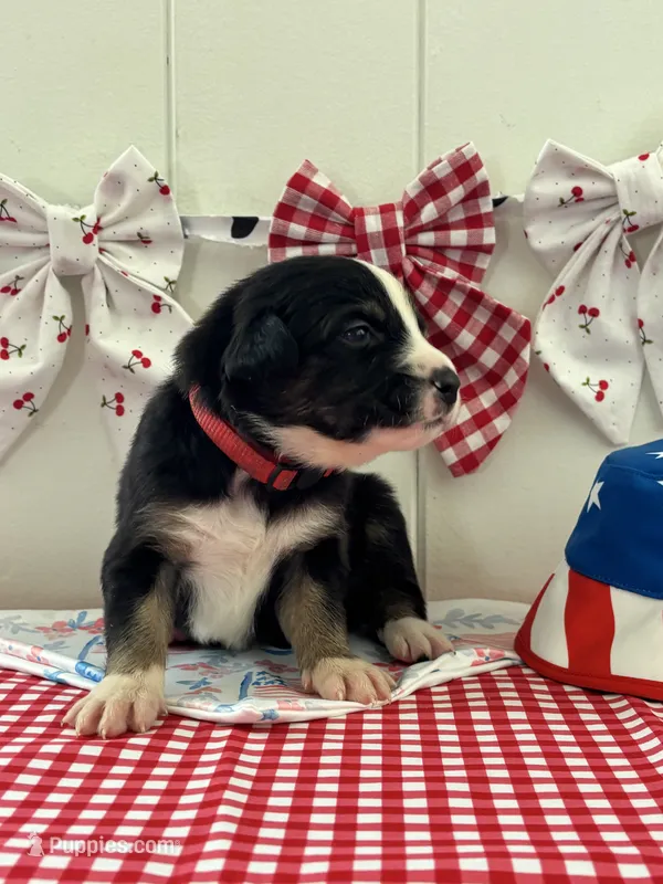 Moose – Border Collie puppy for sale in Yakima, WA