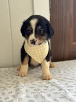 Canyon , a female Border Collie for sale in Yakima, WA – 2 of 2