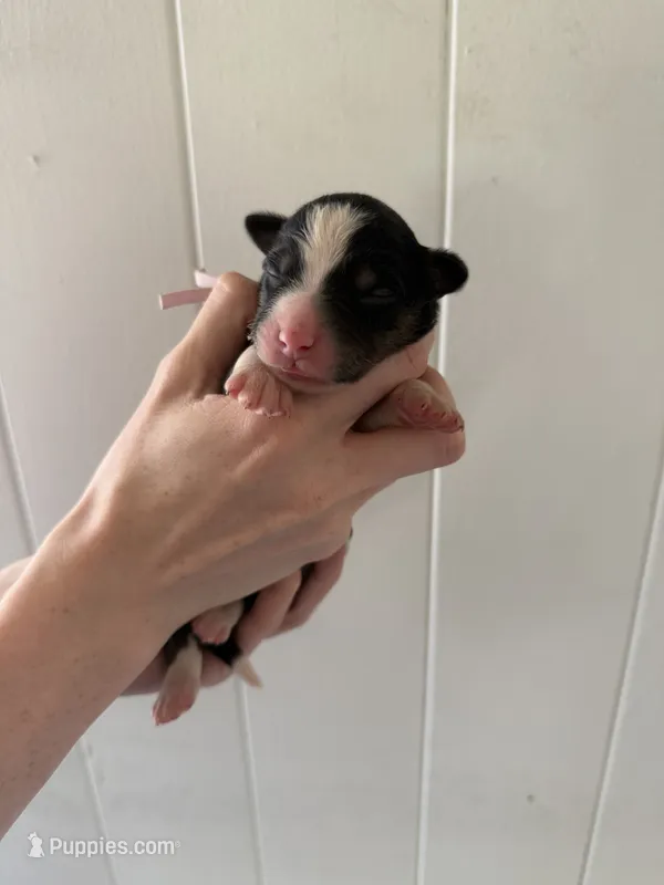 Canyon – Border Collie puppy for sale in Yakima, WA