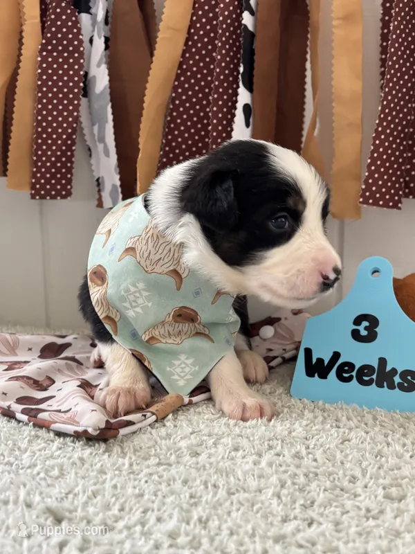 Sedona  – Border Collie puppy for sale in Yakima, WA