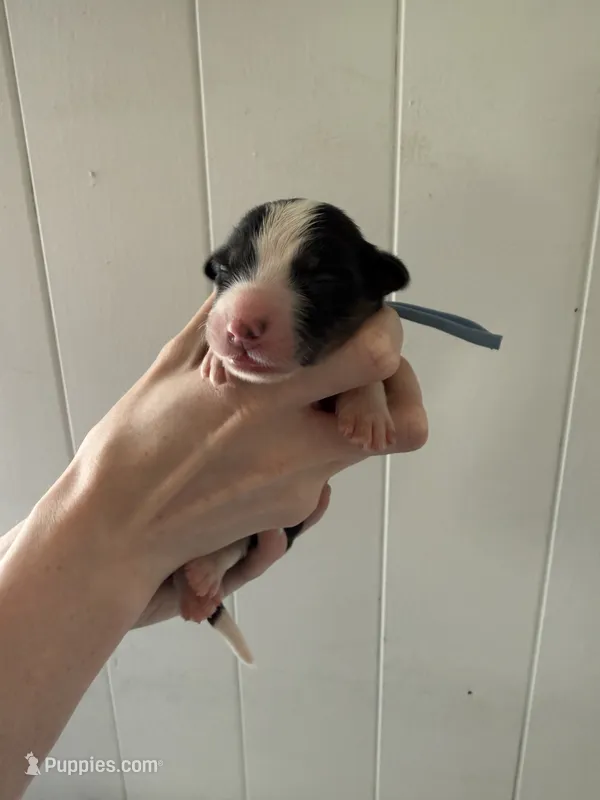 Ranger – Border Collie puppy for sale in Yakima, WA
