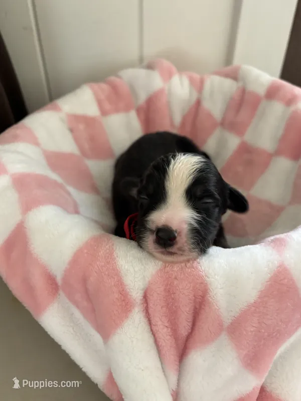Moose – Border Collie puppy for sale in Yakima, WA