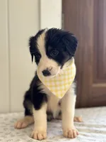 Sedona , a female Border Collie for sale in Yakima, WA – 3 of 3