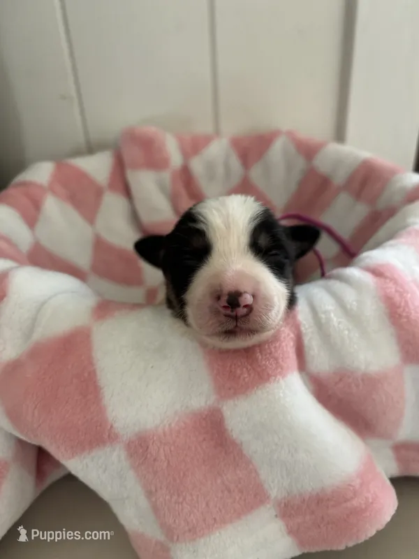 Timber – Border Collie puppy for sale in Yakima, WA
