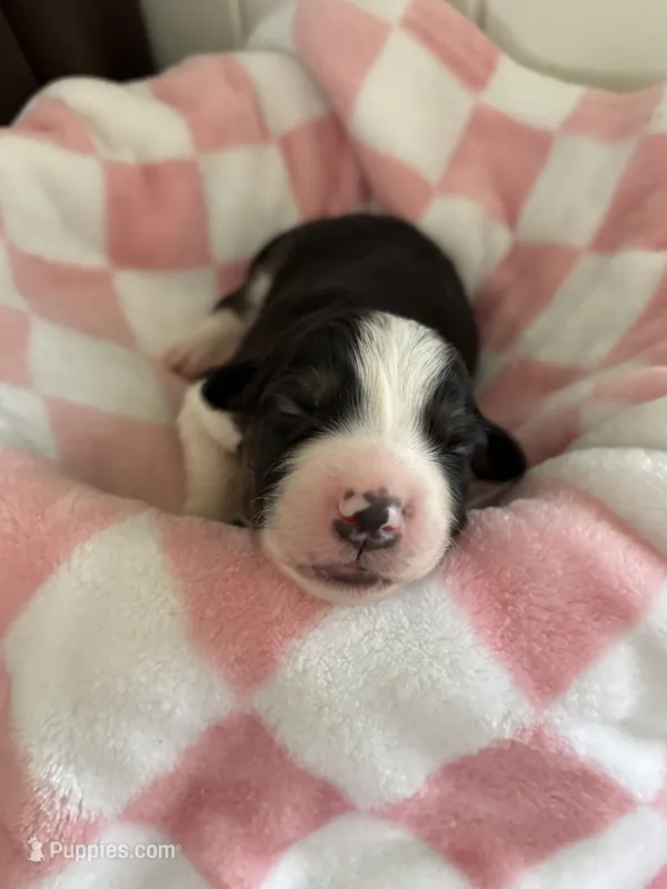 Rocky – Border Collie puppy for sale in Yakima, WA
