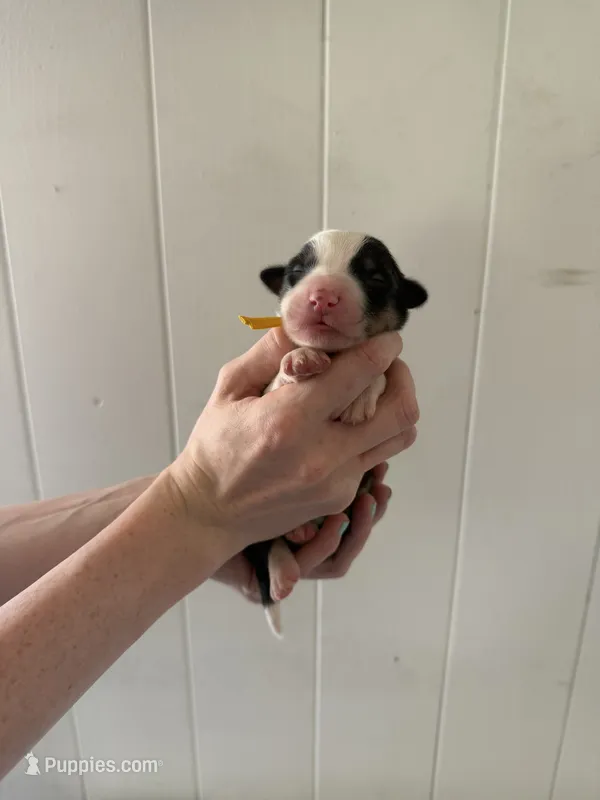 Ridge  – Border Collie puppy for sale in Yakima, WA