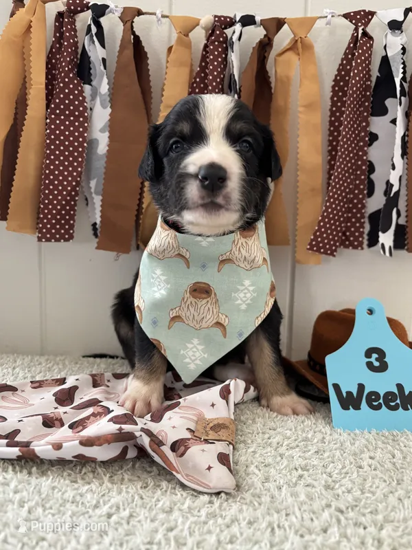 Moose – Border Collie puppy for sale in Yakima, WA