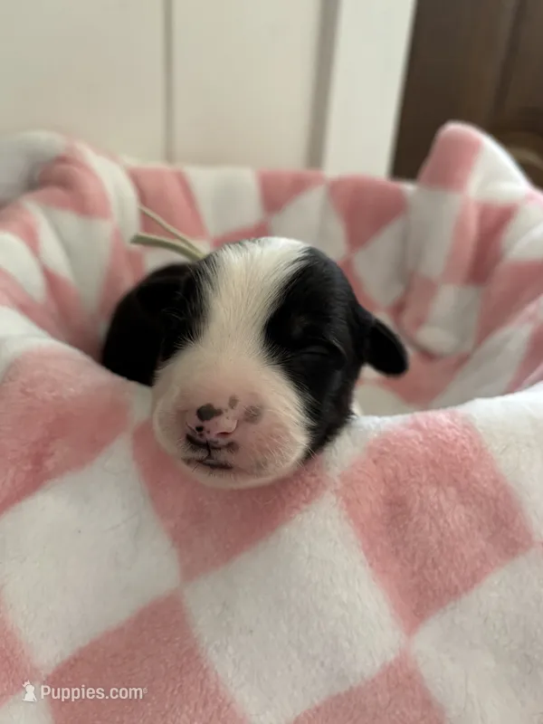 Sedona  – Border Collie puppy for sale in Yakima, WA