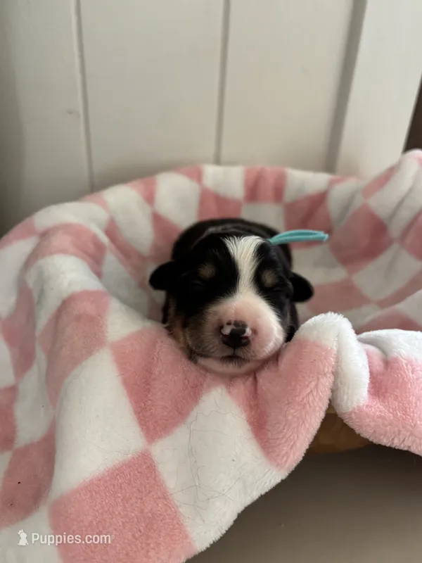 Sierra  – Border Collie puppy for sale in Yakima, WA