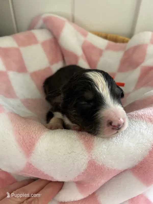Tracker – Border Collie puppy for sale in Yakima, WA