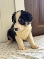 Timber , a female Border Collie for sale in Yakima, WA – 2 of 3