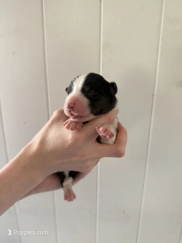Rocky – Border Collie puppy for sale in Yakima, WA