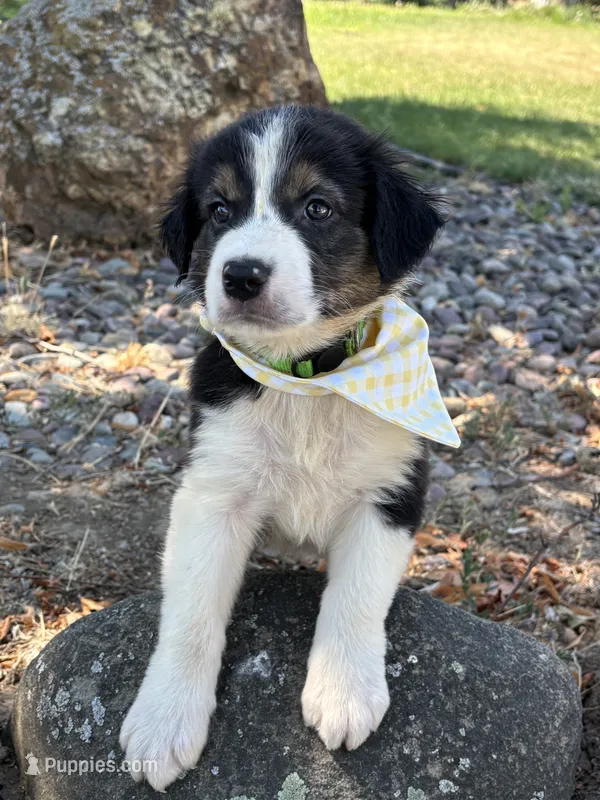Rocky  – Border Collie puppy for sale in Yakima, WA