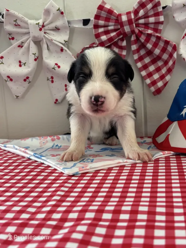 Timber – Border Collie puppy for sale in Yakima, WA