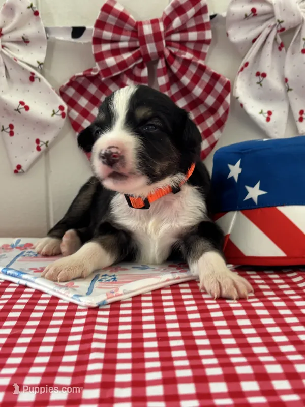 Tracker – Border Collie puppy for sale in Yakima, WA
