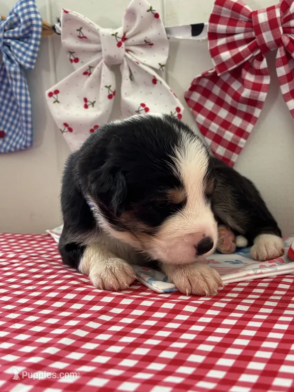 Scout  – Border Collie puppy for sale in Yakima, WA