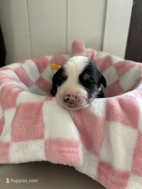 Ridge  – Border Collie puppy for sale in Yakima, WA