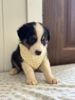 Timber , a female Border Collie for sale in Yakima, WA – 3 of 3